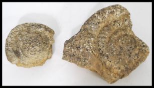 Two Ammonite helix stone fossils of typical form showing partial remains of an Ammonite.