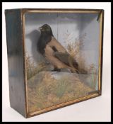 Taxidermy interest - A vintage early twentieth cen