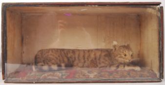 TAXIDERMY OF A RECUMBENT PET CAT WITHIN CASE