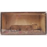 TAXIDERMY OF A RECUMBENT PET CAT WITHIN CASE