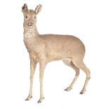 TAXIDERMY FREE STANDING YOUNG FALLOW DEER DOW ( DAMA DAMA )