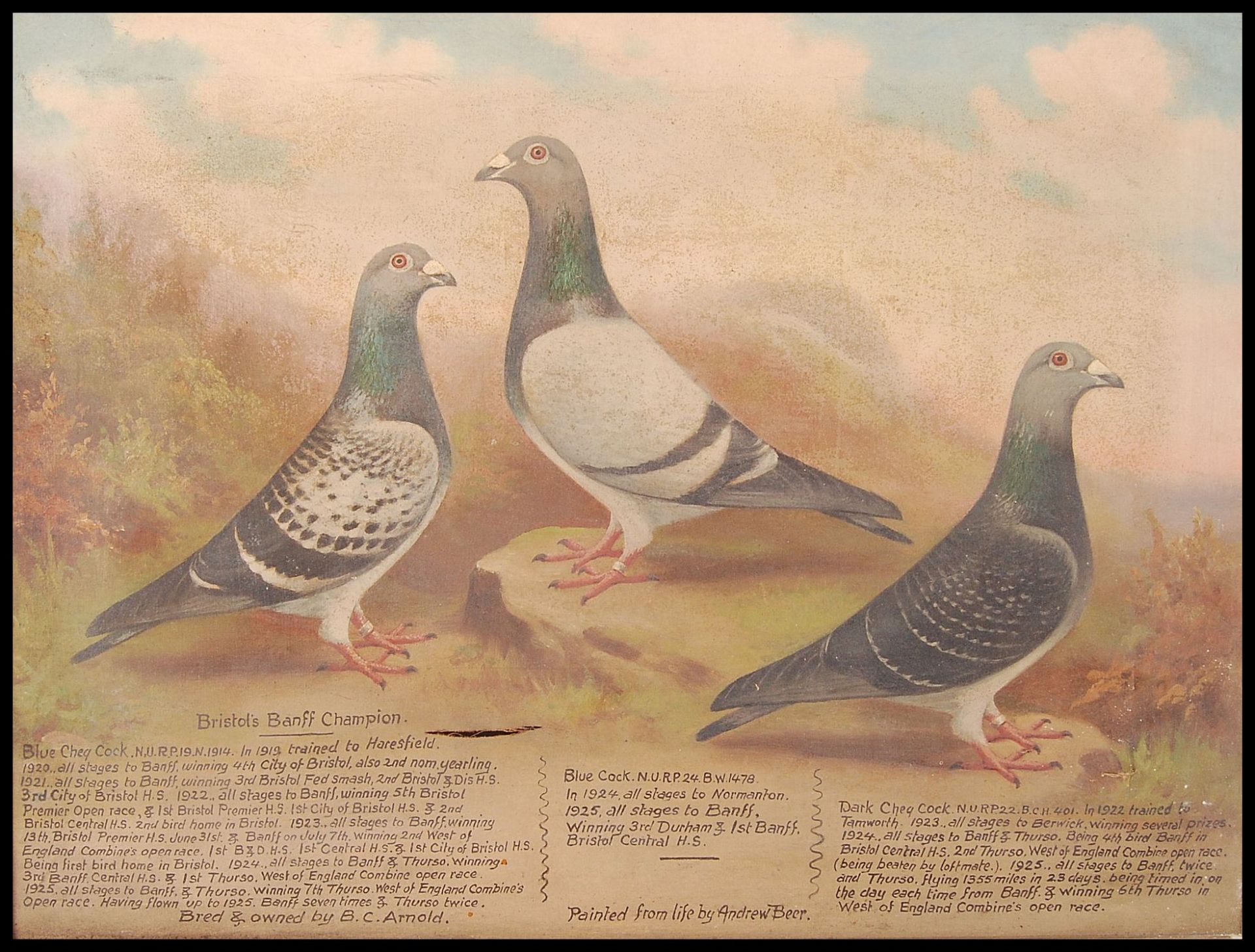 ANDREW BEER ( 1862 - 1954 ) OIL ON CANVAS PAINTING STUDY OF RACING PIGEONS - Bild 2 aus 5