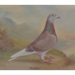 ANDREW BEER ( 1862 - 1954 ) OIL CANVAS PAINTING STUDY OF RACING PIGEON