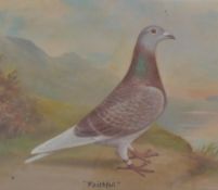 ANDREW BEER ( 1862 - 1954 ) OIL CANVAS PAINTING STUDY OF RACING PIGEON