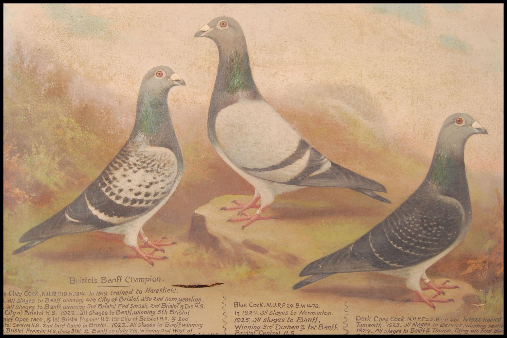 ANDREW BEER ( 1862 - 1954 ) OIL ON CANVAS PAINTING STUDY OF RACING PIGEONS - Bild 5 aus 5
