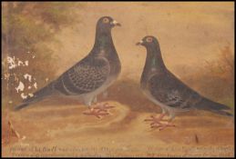 ANDREW BEER ( 1862 - 1954 ) OIL CANVAS PAINTING STUDY OF RACING PIGEONS