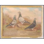 ANDREW BEER ( 1862 - 1954 ) OIL ON CANVAS PAINTING STUDY OF RACING PIGEONS