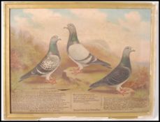 ANDREW BEER ( 1862 - 1954 ) OIL ON CANVAS PAINTING STUDY OF RACING PIGEONS