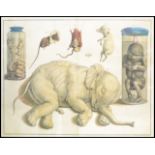 A  anatomical medical scientific print depicting studies of dissected and deformed animals including