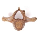 ANTIQUE TAXIDERMY INTEREST BELIEVED WHALE VERTEBRAE BONE