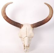 RESIN CAST TAXIDERMY STYLE LIFE SIZE COW / OX SKULL
