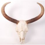 RESIN CAST TAXIDERMY STYLE LIFE SIZE COW / OX SKULL