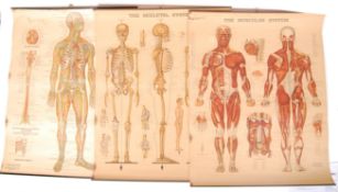 MID 20TH CENTURY ANATOMICAL MEDICAL CHARTS BY PETER BACHIN