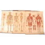 MID 20TH CENTURY ANATOMICAL MEDICAL CHARTS BY PETER BACHIN