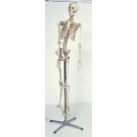 20TH CENTURY FULL SIZE COMPOSITE DOCTORS HOSPITAL SKELETON