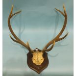 A mounted pair of Red Deer antlers marked 'Greenhill September 20th', mounted on an oak shield