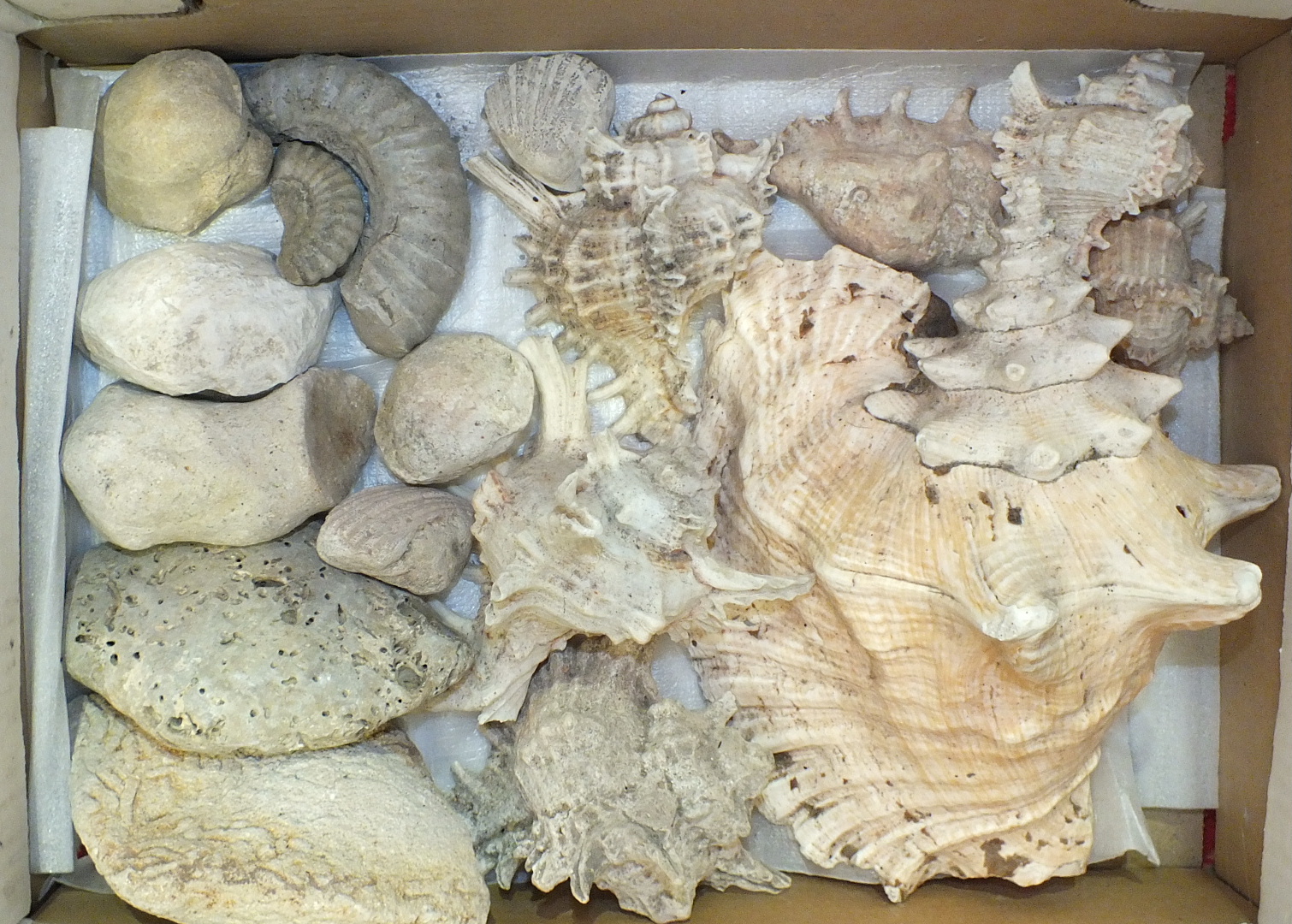 A collection of seashells and fossils. - Image 2 of 2