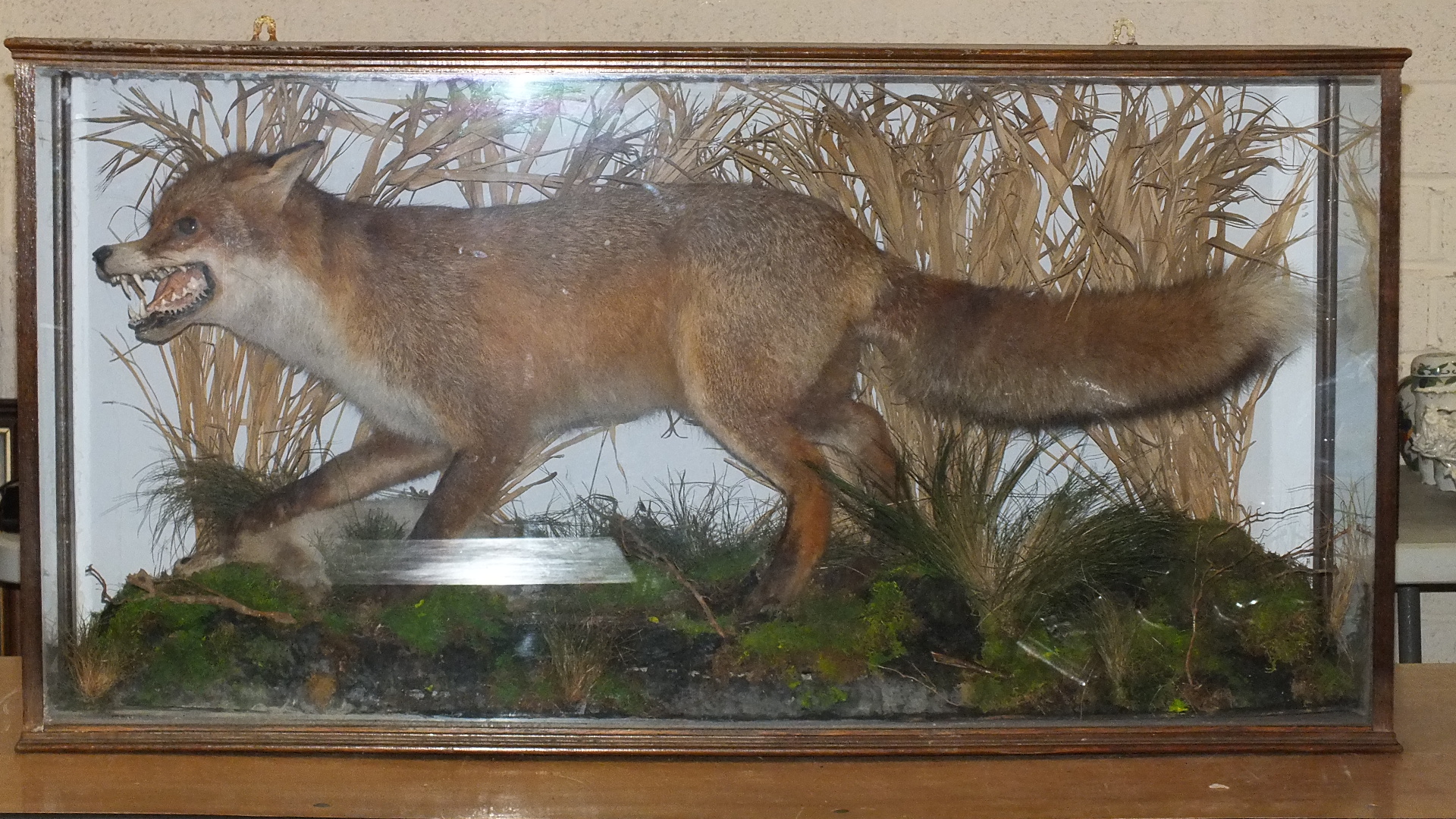 A taxidermy fox with rabbit in naturalistic setting, cased, 112 x 57 x 33cm.