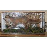 A taxidermy fox with rabbit in naturalistic setting, cased, 112 x 57 x 33cm.
