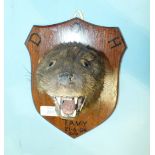 A taxidermy otter head mounted on a hardwood shield, later-marked 'D.O.H. Tavy 21/06/04', label