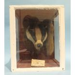 A taxidermy head and tail of a badger, "killed in Warfield Park, Aug 15th 1926", in case.