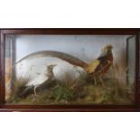 A taxidermy golden pheasant with albino crow in naturalistic setting, cased, 94 x 53 x 29cm.