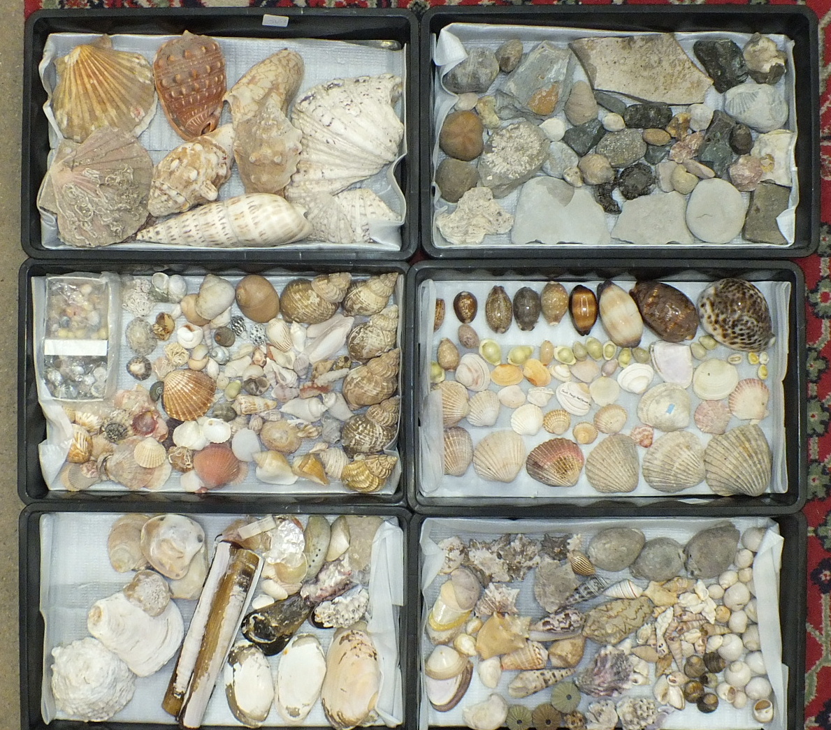 A collection of seashells and fossils.