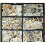 A collection of seashells and fossils.