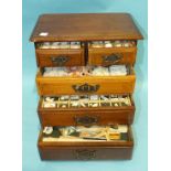 A seashell collection, mainly from the Bahamas, contained in a miniature chest of five drawers.