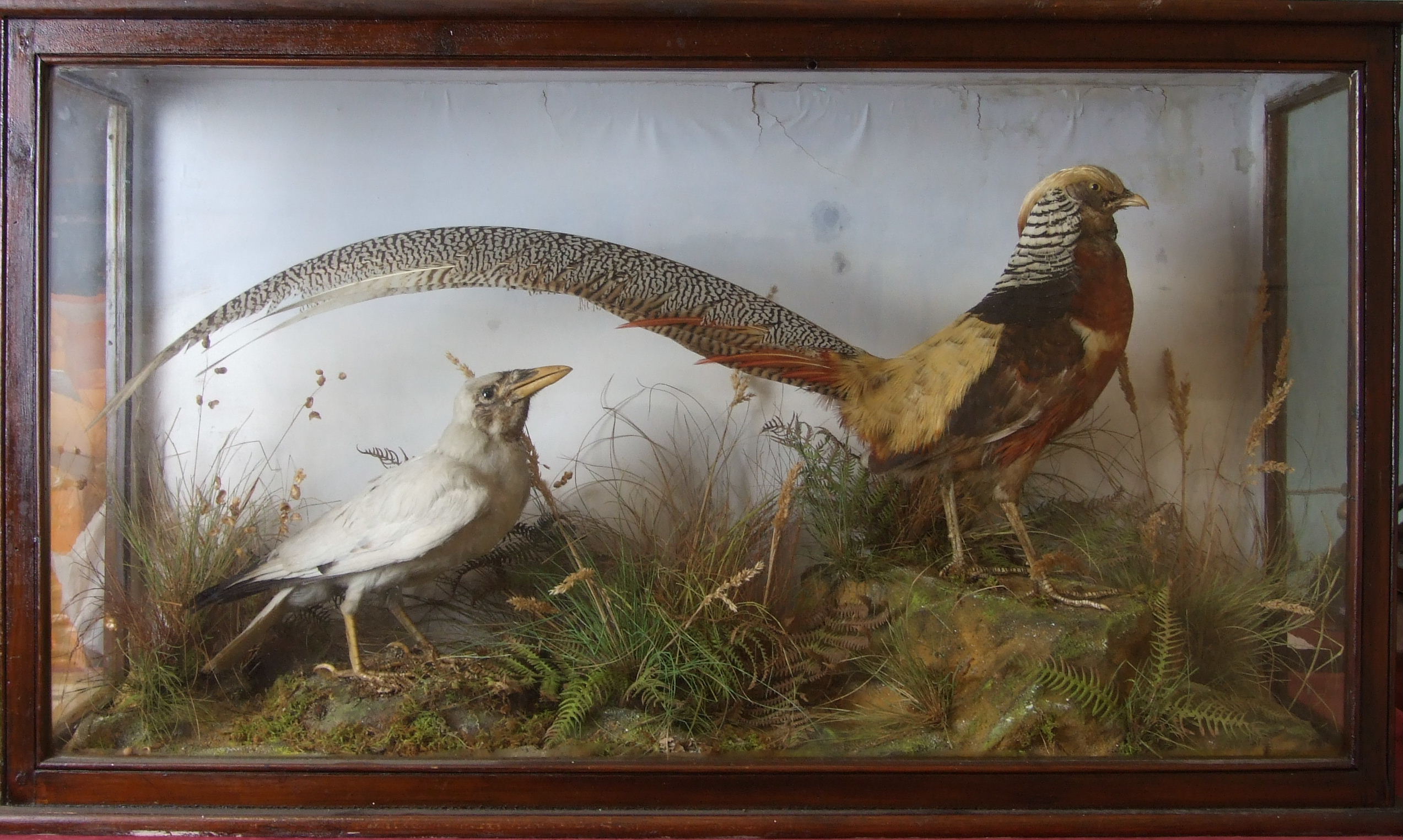 A taxidermy golden pheasant with albino crow in naturalistic setting, cased, 94 x 53 x 29cm.