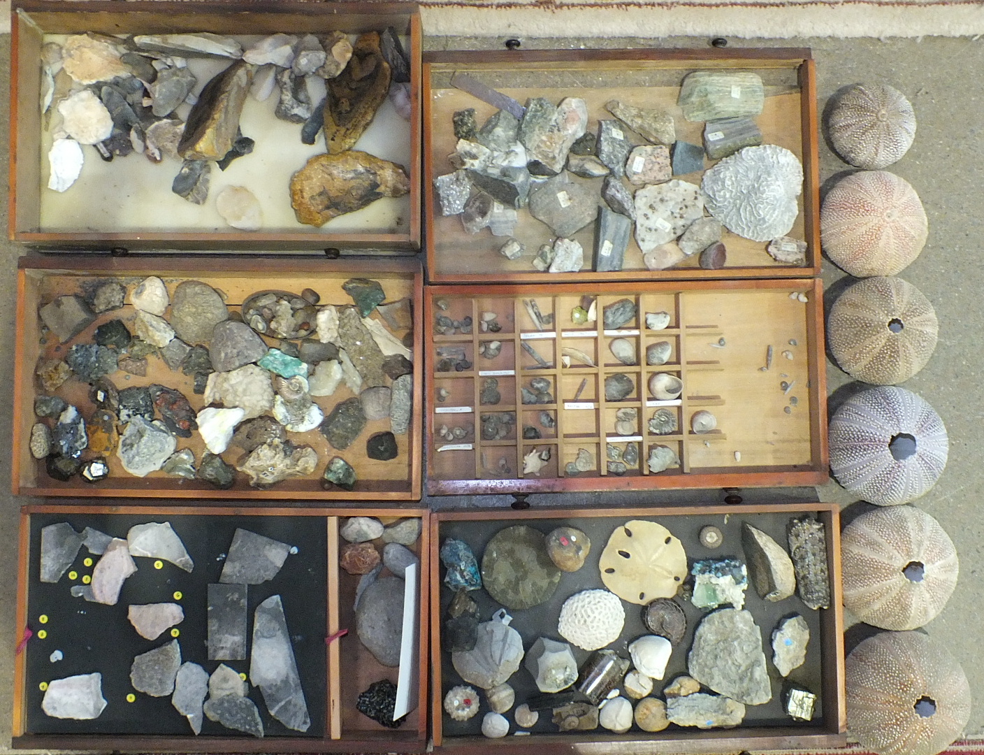 A collection of mineral samples and fossils.