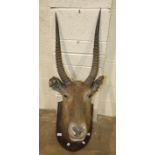 A taxidermied Oryx head with horns, 110cm high, (some damage to head).