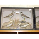 Two glazed cases containing taxidermied shoreline waders, labelled 'WH Vingoe', approximately 50 x