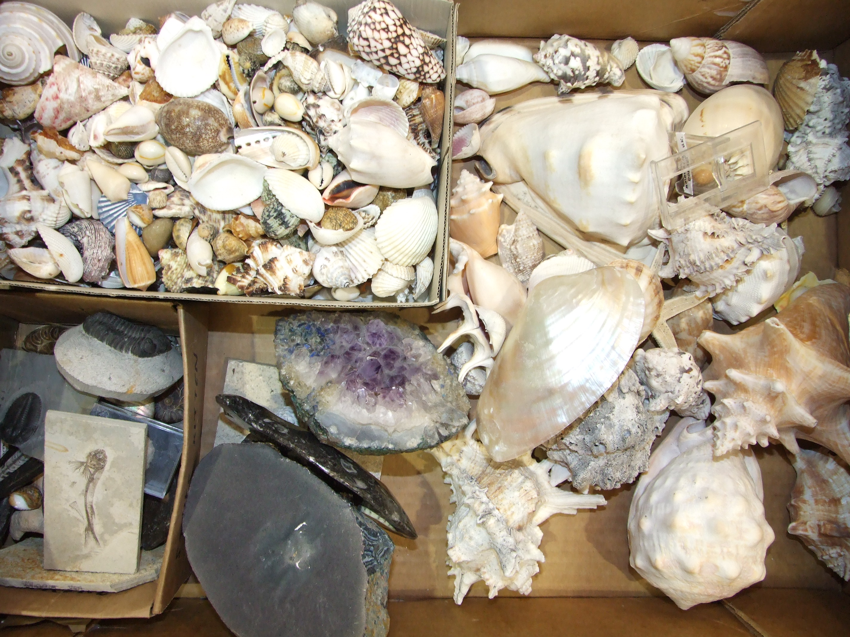 A collection of seashells and fossils.