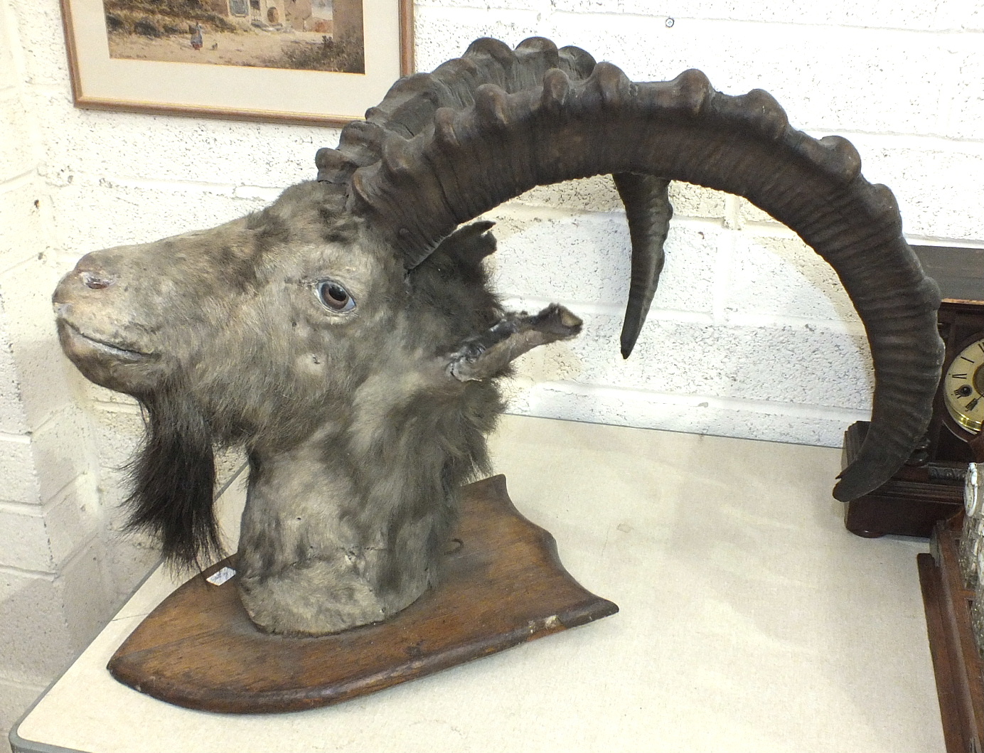 A taxidermy ram's head on wooden shield.