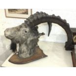 A taxidermy ram's head on wooden shield.