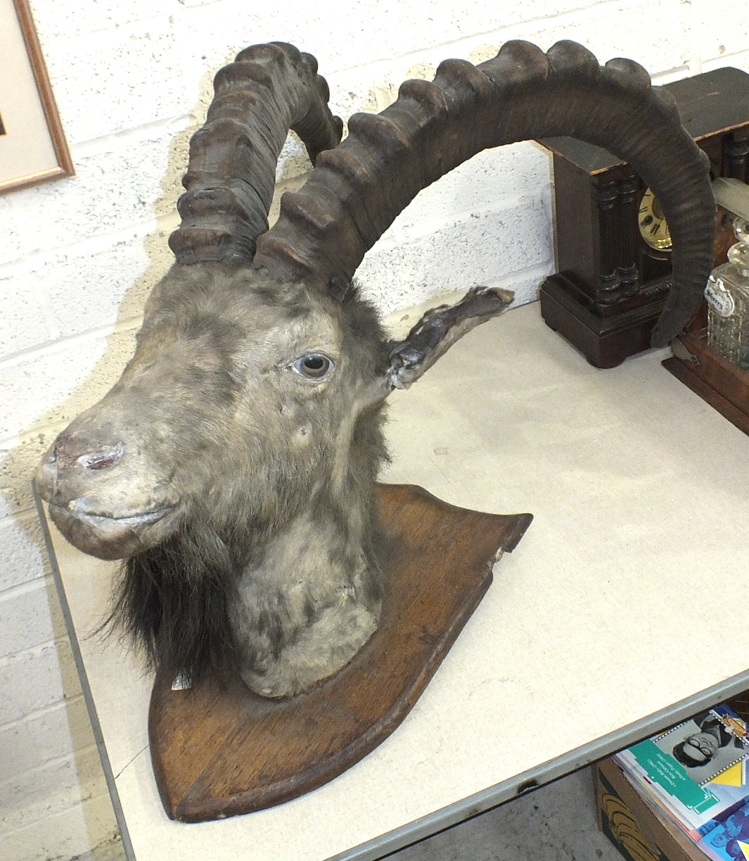 A taxidermy ram's head on wooden shield. - Image 2 of 2