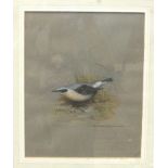 David Andrews, 'Male Wheatear', a signed watercolour and gouache painting, 24.5 x 19.5cm.