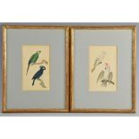 Jean Gabriel Pretre four watercolours of tropical birds including Cockatoo and Penguins 16cm x 9cm.