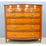19th century birds eye maple and rosewood cross-banded bow fronted chest with two short over three