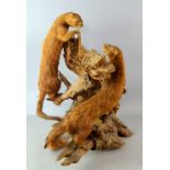 Taxidermy Pair of Mink on a wooden knarled tree stump 56cm high.