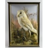 Early 20th century stuffed and mounted barn owl. 44cn high, 32cm wide, 6.5cm deep. condition