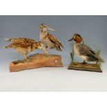 Taxidermy Teal in naturalistic setting 24cm high and a brace of Woodcock 30cm high.