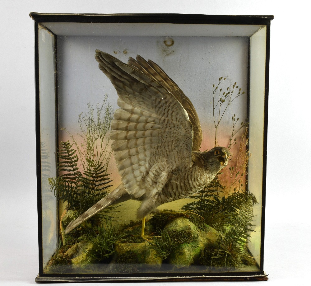 Early 20th century stuffed and mounted Sparrowhawk, 46cm high, 41cm wide, 19cm deep.. no paper - Image 2 of 2