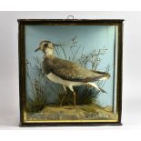 Early 20th century stuffed and mounted Lapwing by F, Sanders. 32cm high, 33cm wide, 13cm deep.