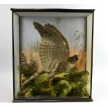 Early 20th century stuffed and mounted Sparrowhawk, 46cm high, 41cm wide, 19cm deep.. no paper