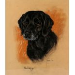 Marjorie Cox (British, 1915-2003), 'Gamble' portrait of a black Labrador, signed and dated 1973,