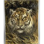 Robert Morley (British, 1857-1941), tiger peering out of undergrowth, signed, charcoal and chalk,