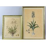 J. Sowerby, engraving with colour, Poa Aquatica, 45cm x 27cm and two other botanical prints (3).