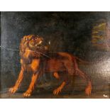 Late 18th/early 19th century study of a lion, oil on canvas, unsigned, in gilt frame, 54cm x 67cm .